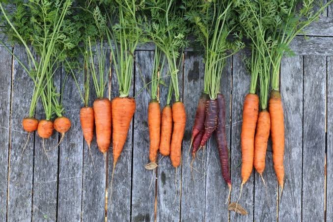 Carrot